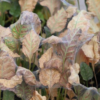 Spider mite infestation killed plants