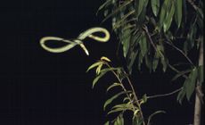 A flying paradise tree snake, Chrysopelea paradisi.