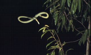 A flying paradise tree snake, Chrysopelea paradisi.