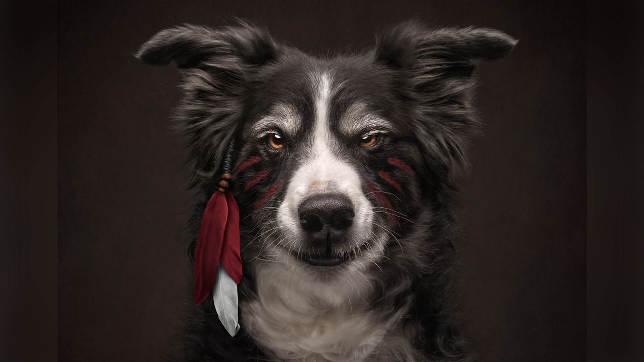 Mischievous-looking dog wearing native American feather and face markings.