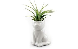 Cat planters