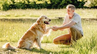 Man shaking the paw of a golden retriever outside