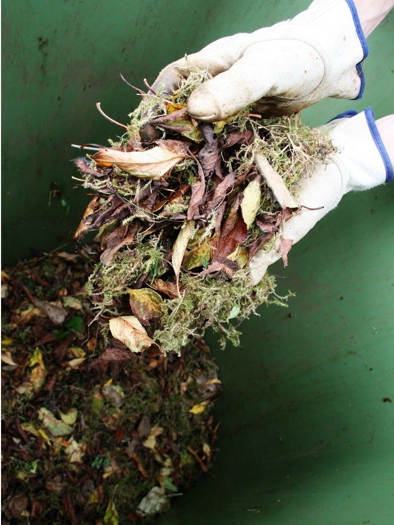 Gardener Holding Mulched Plants