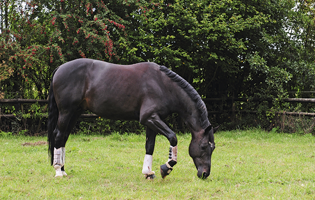 Carl Hester &amp;amp; Uthopia shoot - Uthopia grazing in paddock, taking 6 weeks off after major competition