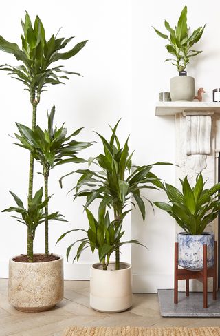 Corn plants in front of a fireplace on a wood floor