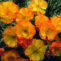 Californian poppy 'Mission Bells' from Waitrose Garden