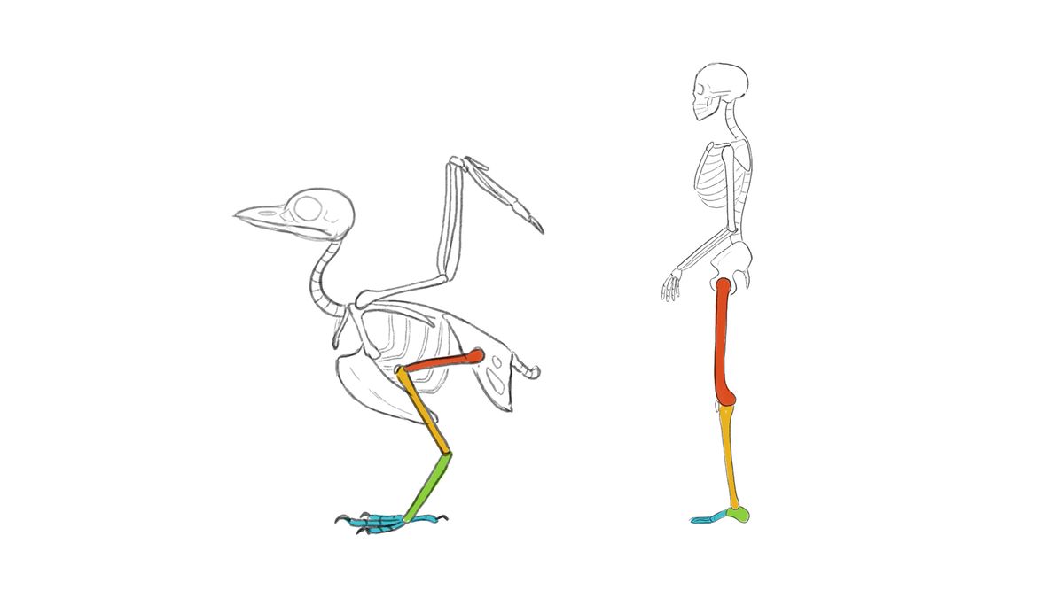 How To Draw A Bird Creative Bloq