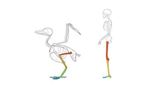 Sketch of a bird and human skeleton