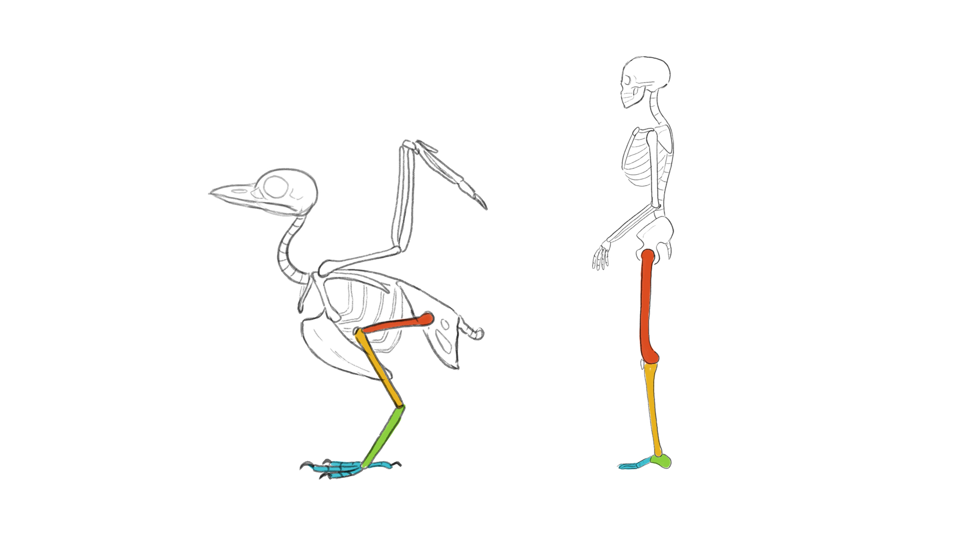 How to draw a bird - TheFastCode