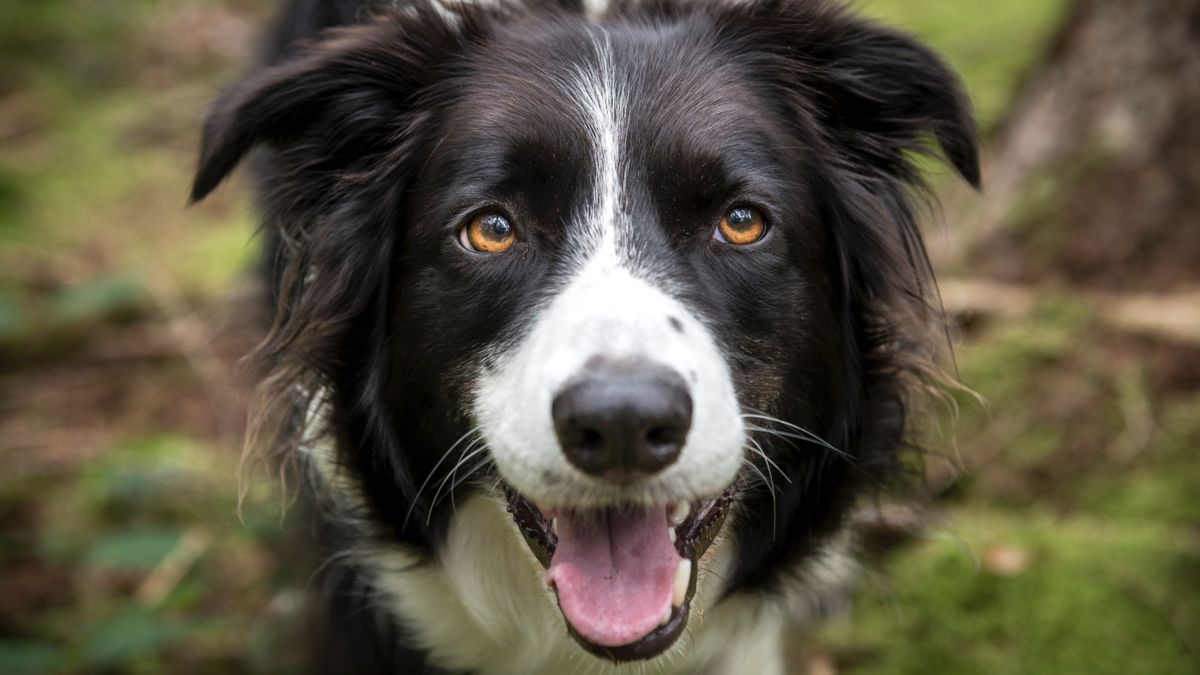 Close up of border collie