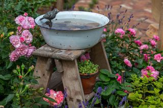 Down memory lane garden at hampton court palace 2021