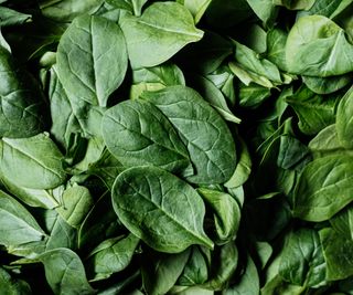 Up-close look at harvested spinach leaves