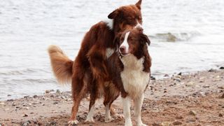 Two dogs mating on the beach