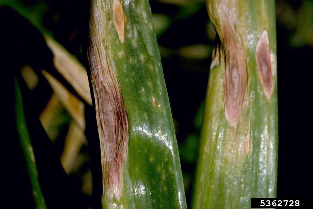 Purple Blotch Disease On Onion Crops