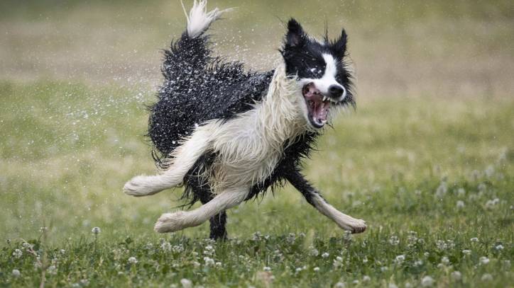Bordie Collie enjoys water for the first time