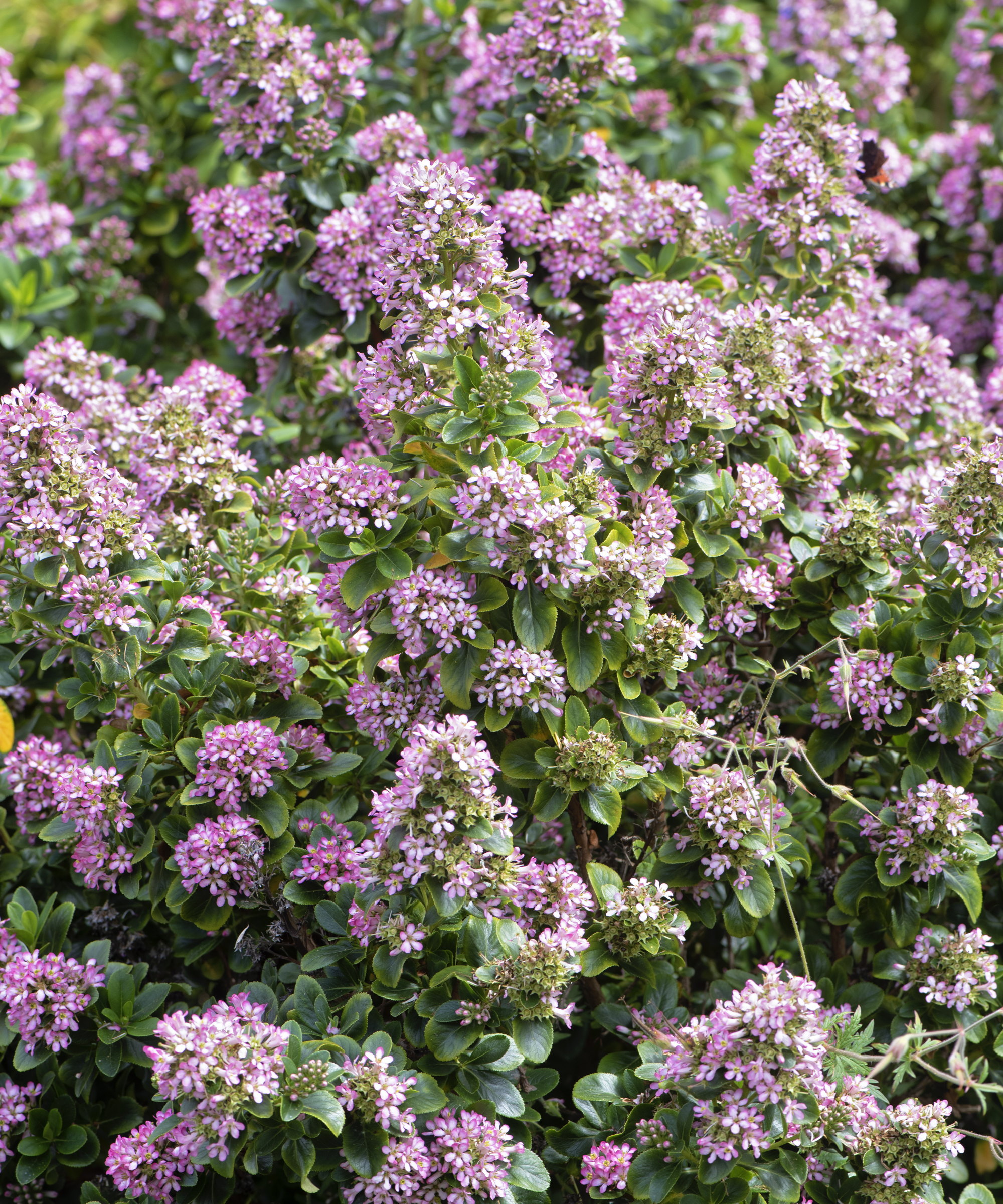 An escallonia shrub is covered in pink flowers in the summer