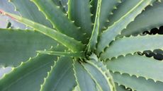 Close up above an aloe vera plant. It has thick, green, long leaves with spikey edges