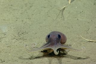A baby octopus moves across the sea floor