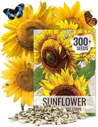 Seed Needs, 1 Ounce Mammoth Sunflower Seeds to Plant (helianthus Annuus Grey Stripe) Re-Sealable Pouch, Grow Tall Giant Sun Flowers! Garden Flower Favorite, Large Sunflower, Yellow Sunflowers - Bulk