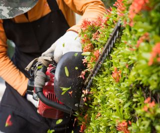 A close up of a gardener using a hedge trimmer on a hedge