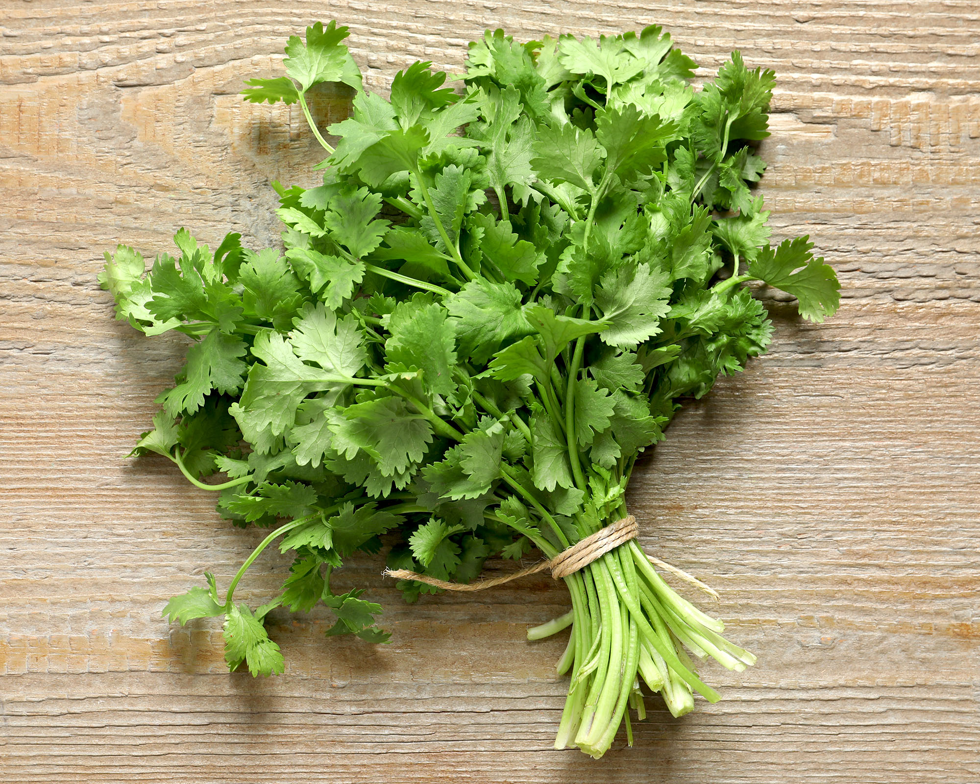 Bunch of fresh aromatic cilantro on wooden table, top view