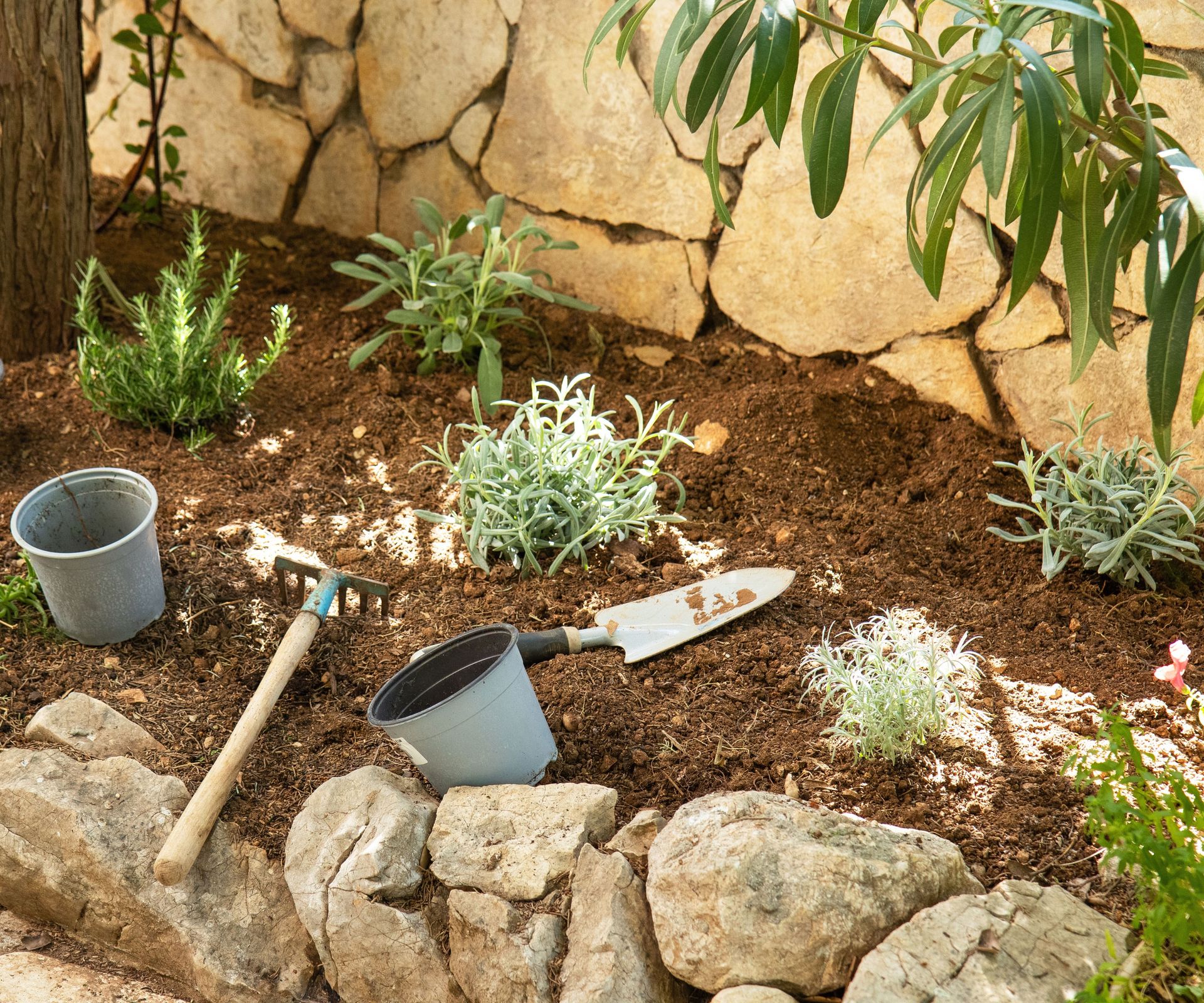 sage and herb plants being planted in garden