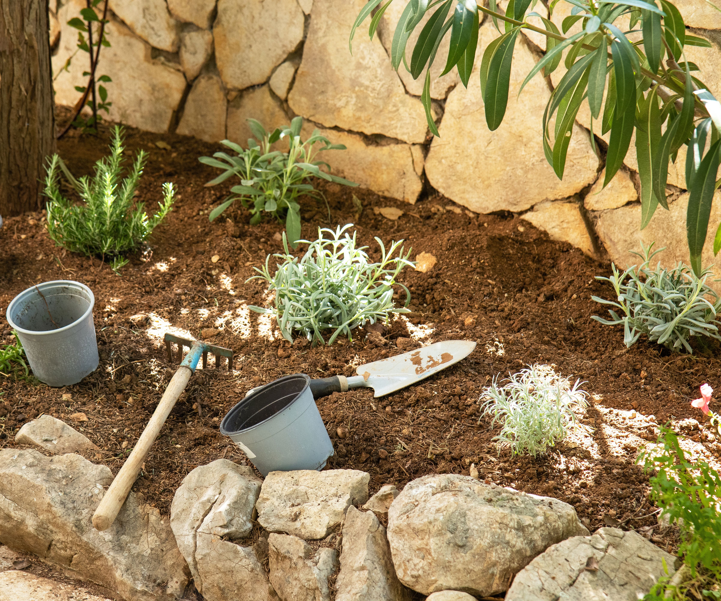 sage and herb plants being planted in garden