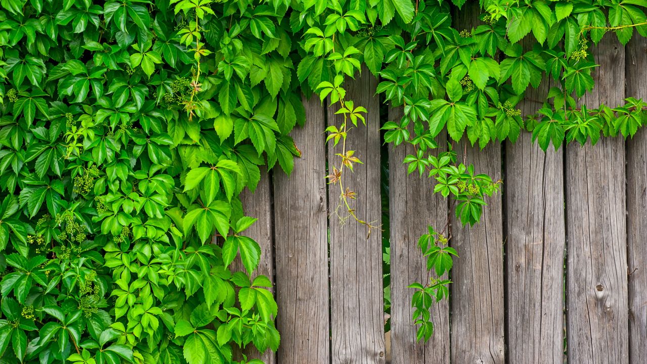 Living fence ideas