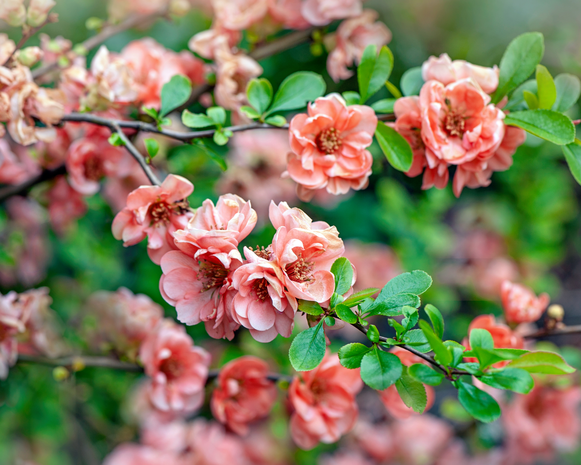 flowering quince blooms in a peachy pink tone in spring