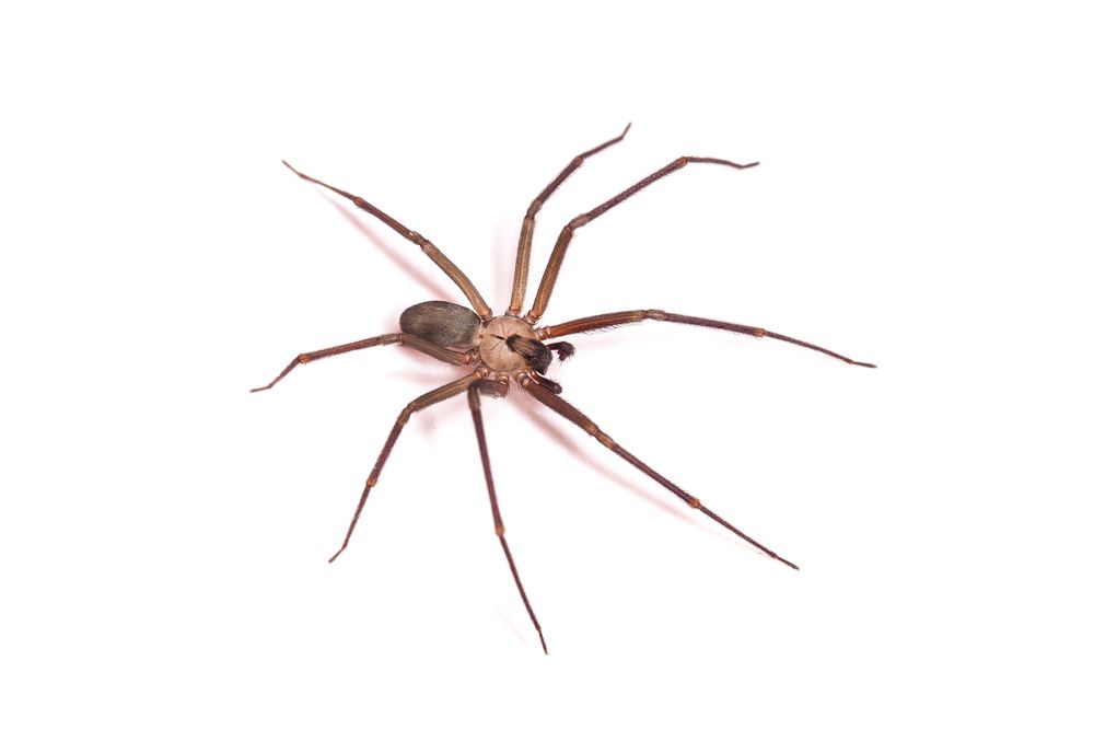 brown recluse, loxosceles, loxosceles reclusa