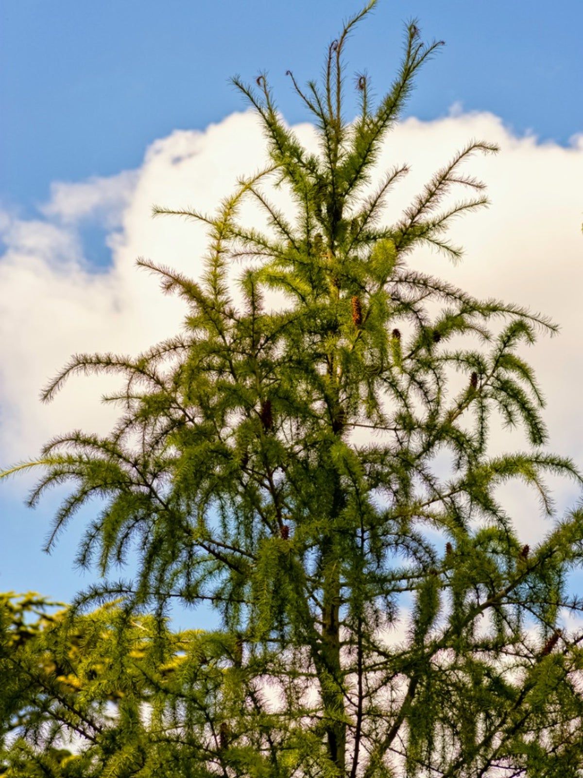 Tall Deodar Cedar Tree