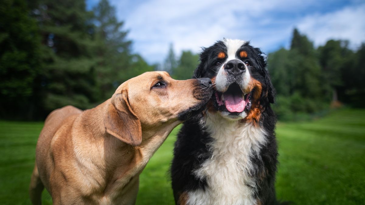 Bernese Mountain dog outside in the park being sniffed on the side of the face by brown dog