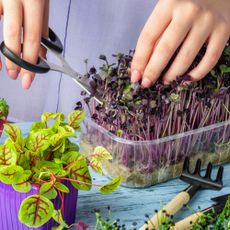 grow healthy microgreens on your windowsill