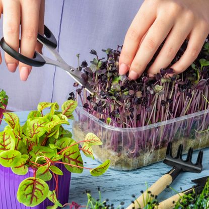 grow healthy microgreens on your windowsill