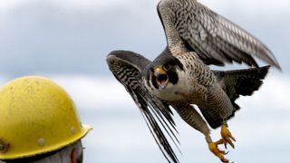 A peregrine falcon stooping near a man in a protective hat.