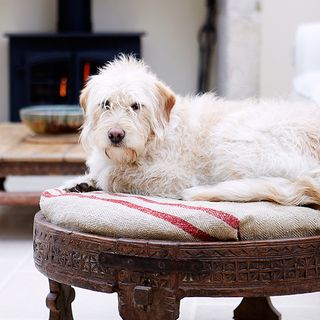 white dog on printed brown stool and white cushion
