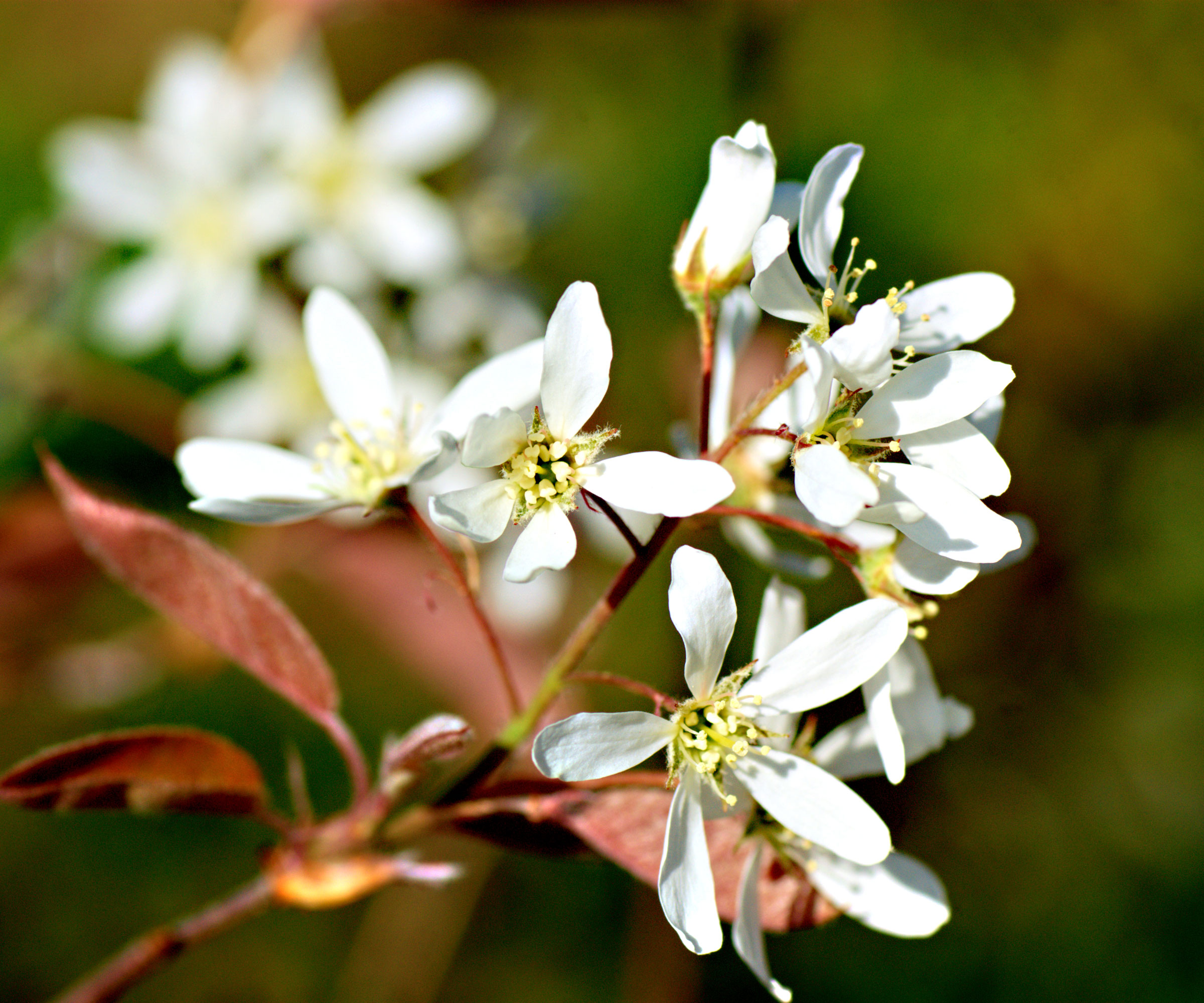 juneberry blossom and leaves