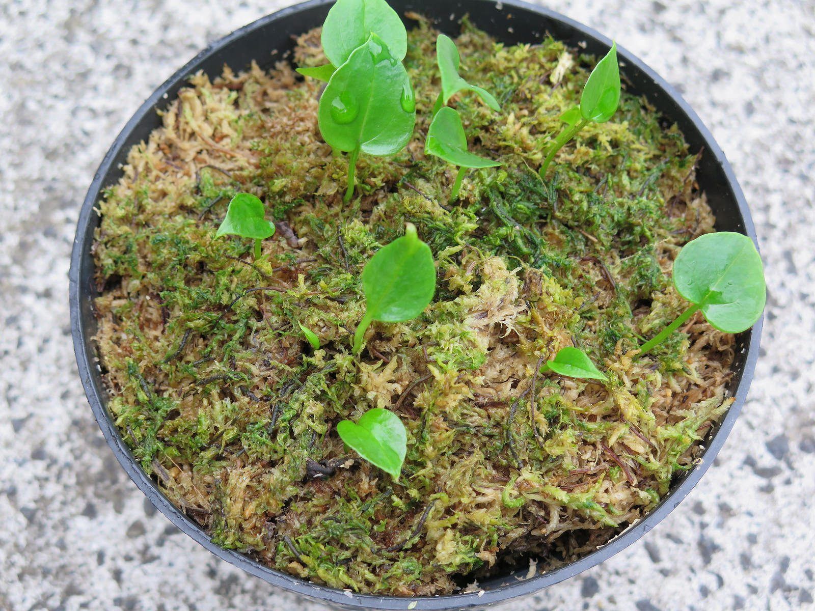 Anthurium Seed Propagation - Tips For Propagating Anthuriums From Seed |  Gardening Know How