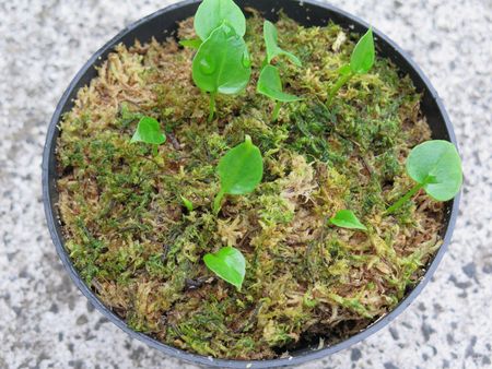 Newly Sprouted Anthurium Seeds in a Pot