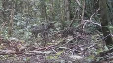 a mother bornean clouded leopard and her cubs in a forest in Indonesia 