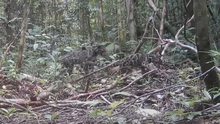 a mother bornean clouded leopard and her cubs in a forest in Indonesia