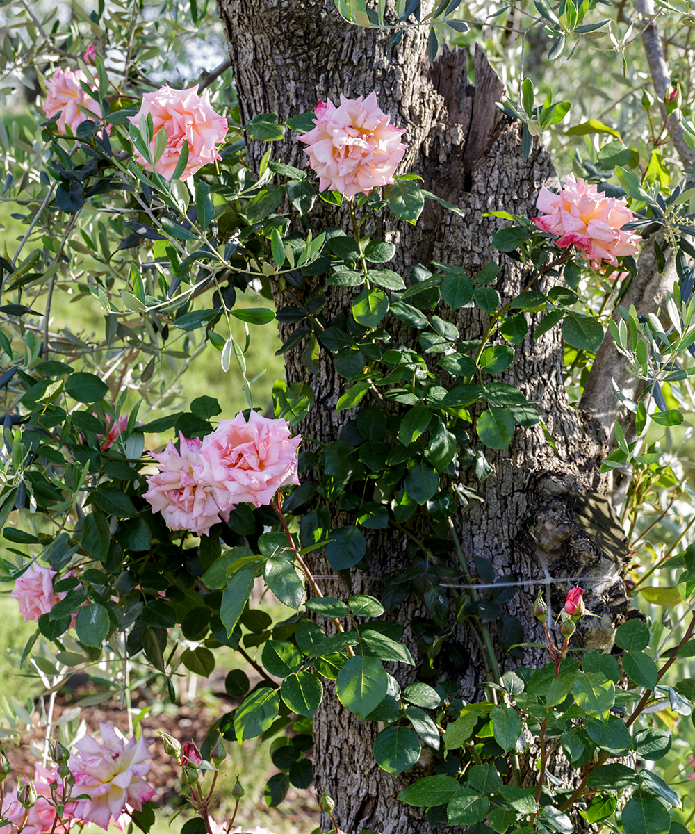 How to look after roses with tips from a National Trust gardening