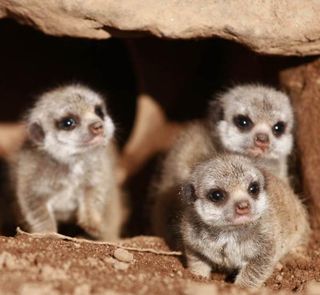Four meerkat babies have joined the baby boom success list at Belfast Zoo!