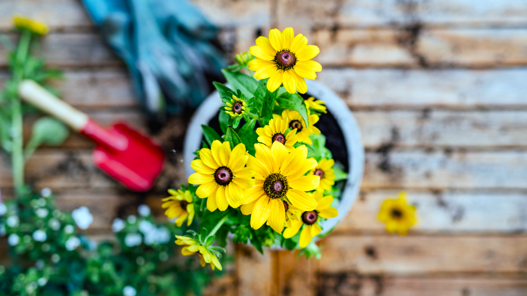 Yellow potted flower