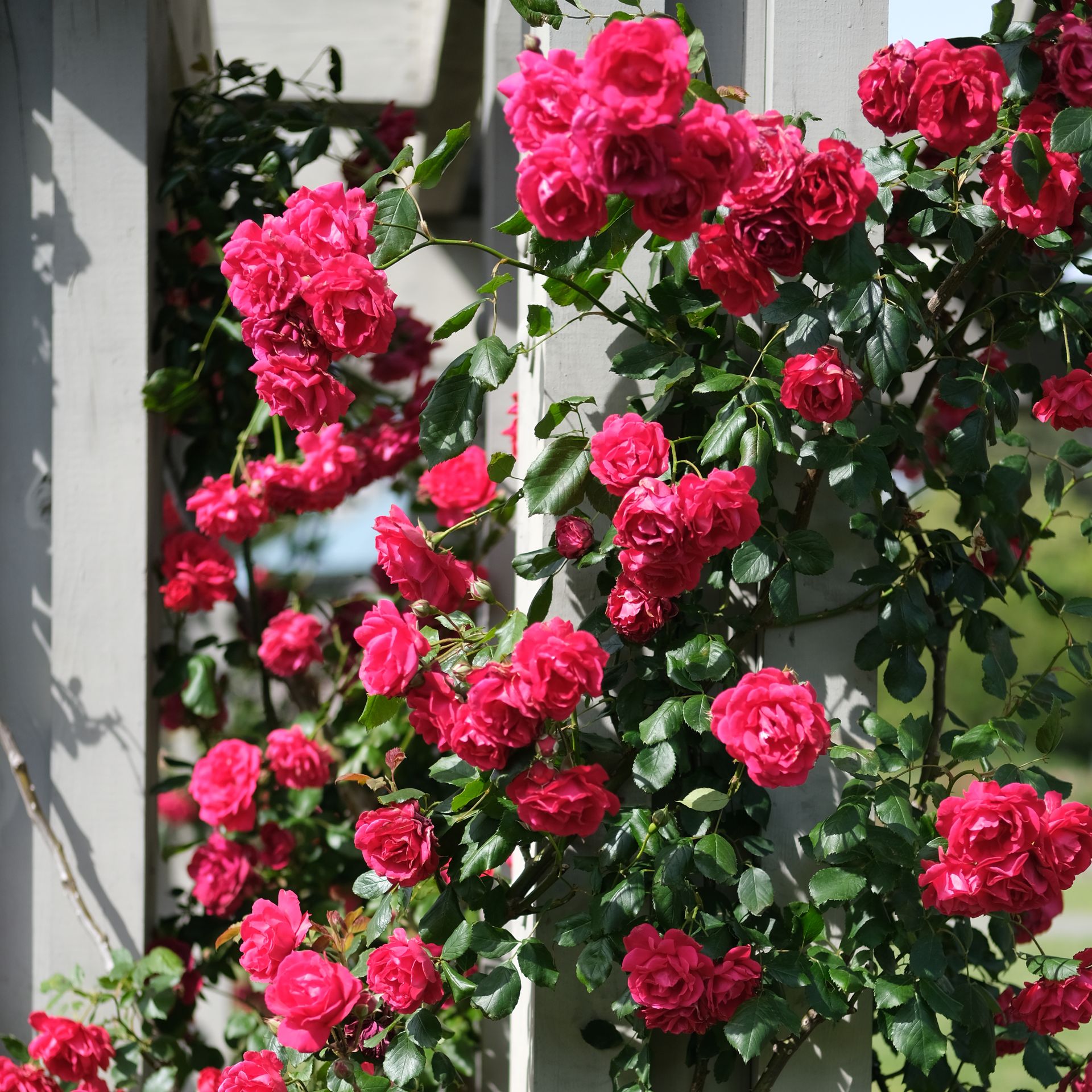 5 best roses for a small garden, according to experts | Ideal Home