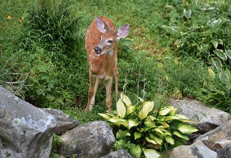 Deer In A Garden