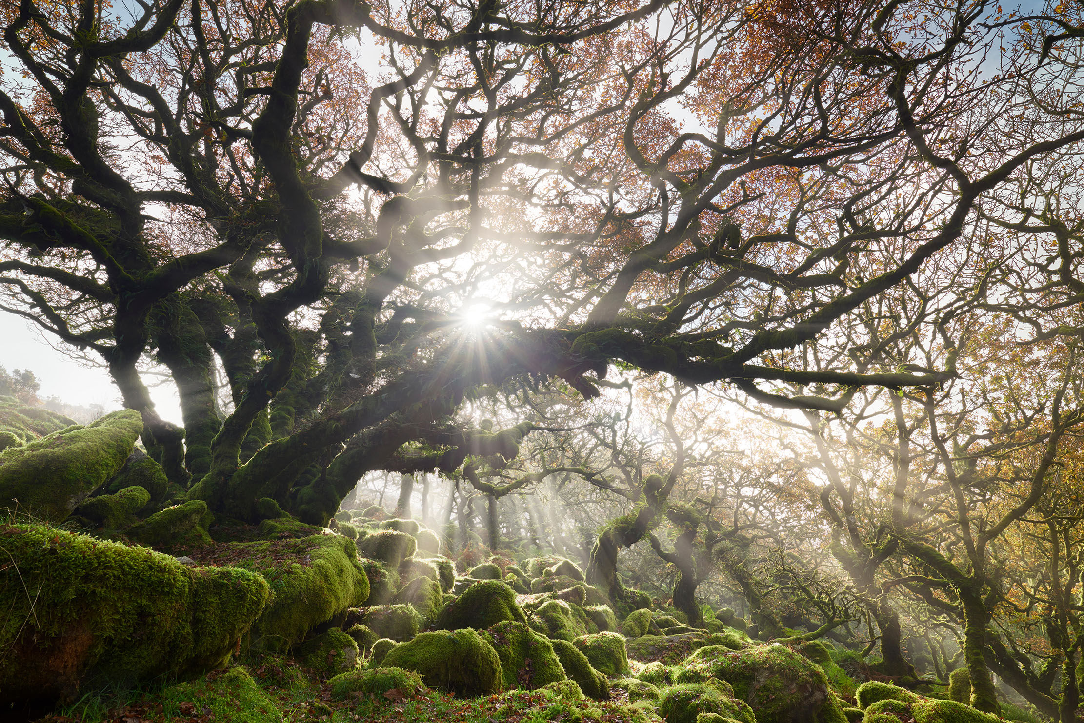 Sunlight streaming through the misty trees at Wistman&#039;s Wood, Dartmoor.