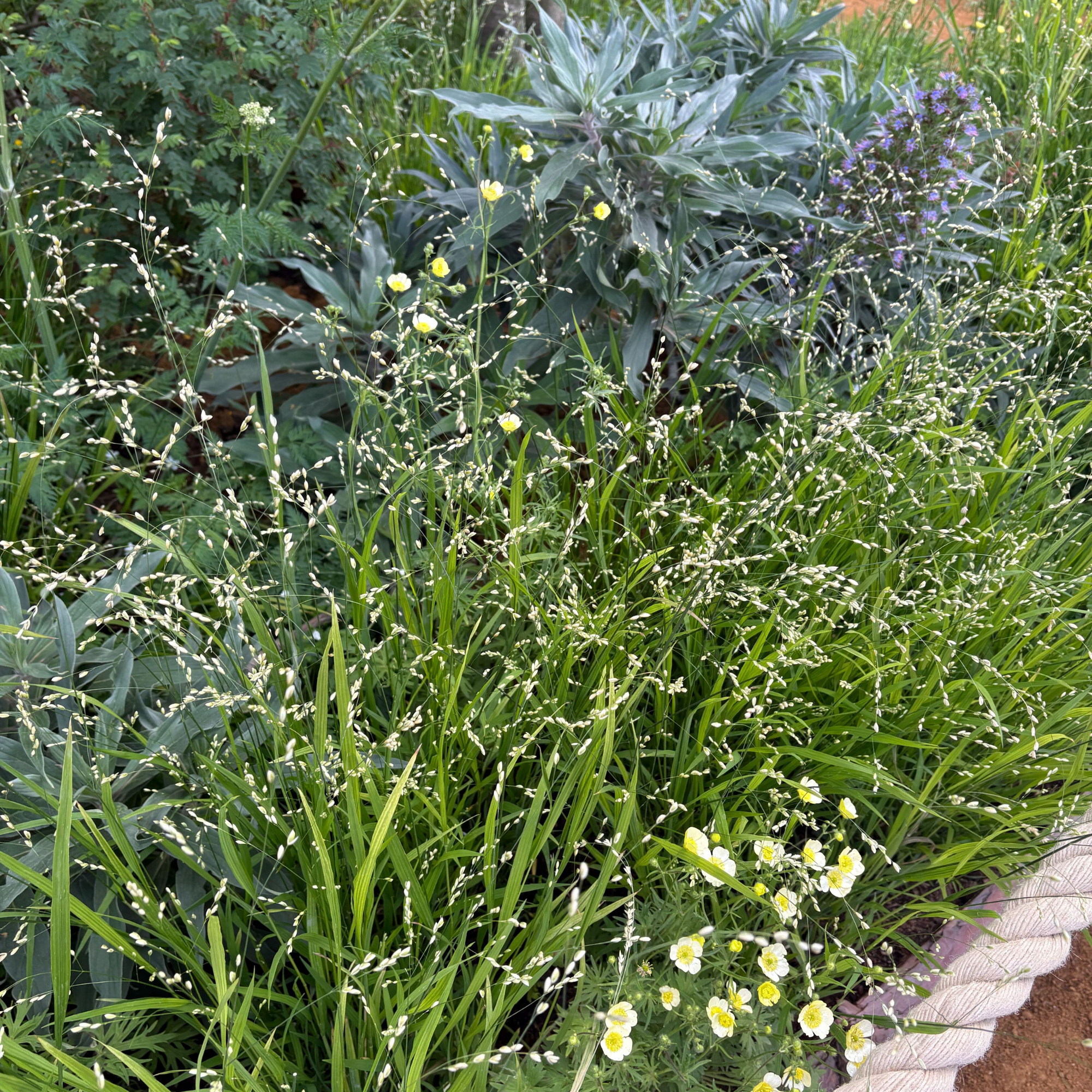 Ornamental grasses at Chelsea Flower Show 2026.