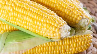 how to grow sweet corn: Lark variety