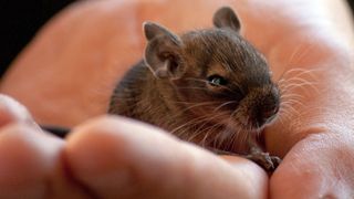 Small degus in palm of hand — Best small pets